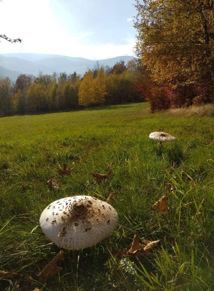 Przystanek W Sudetach Z Jacuzzi - Za Doplata Leszczyniec